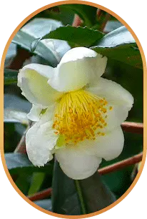 camelliaSinensis